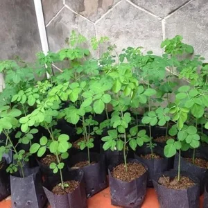 Moringa Oleifera Tree Live Plant – Malunggay Plant in Pot – Well-Rooted Drumstick Tree – 9 Months Old – Outdoor Grown - Image 4