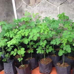 Moringa Oleifera Tree Live Plant – Malunggay Plant in Pot – Well-Rooted Drumstick Tree – 9 Months Old – Outdoor Grown - Image 1