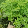 Moringa Tree Live Plant - 4" Pot, 6-10" Tall Moringa Oleifera, Outdoor Ready - Image 1