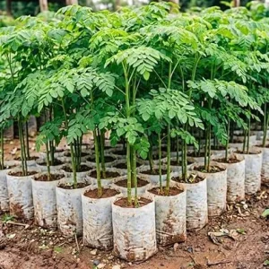 Moringa Tree Live Plant 4" Pot – 6-10'' Tall Oleifera Drumstick – Outdoor Full Sun - Image 2