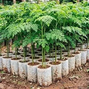 Moringa Tree Live Plant 4