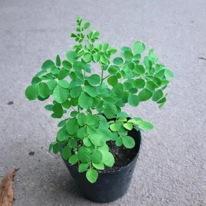 Moringa Tree Live Plant – 6-10 Inch Tall – 2 Plants in 4 Inch Pot – Outdoor - Image 3