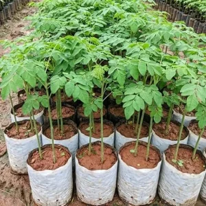 Moringa Tree Live Plant – 6+ Inches Tall Seedling – Moringa Oleifera – Outdoor Zone 9-11 - Image 5