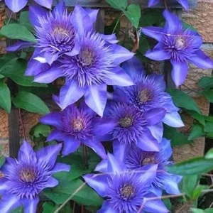 Multi Blue Clematis Vine Live Plant, 2.5 Inch Pot, Perennial Climbing Vine for Outdoor Garden - Image 3
