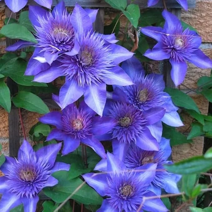 Multi Blue Clematis Vine Live Plant, 2.5 Inch Pot, Perennial Climbing Vine for Outdoor Garden - Image 7
