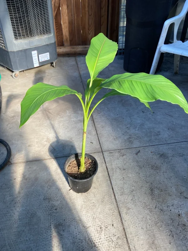Musa Basjoo Banana Tree Live Plant - 1 Gallon - Cold Hardy to 10°F - Image 10