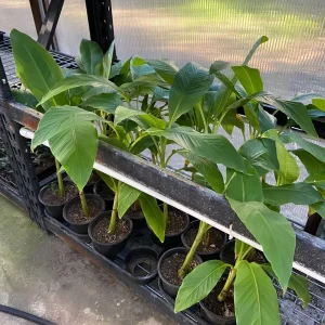 Musa Basjoo Banana Tree Live Plant - 1 Gallon - Cold Hardy to 10°F - Image 11