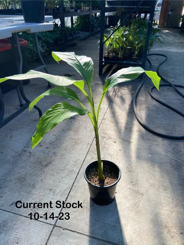 Musa Basjoo Banana Tree Live Plant - 1 Gallon - Cold Hardy to 10°F - Image 2