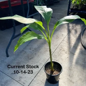 Musa Basjoo Banana Tree Live Plant - 1 Gallon - Cold Hardy to 10°F - Image 3
