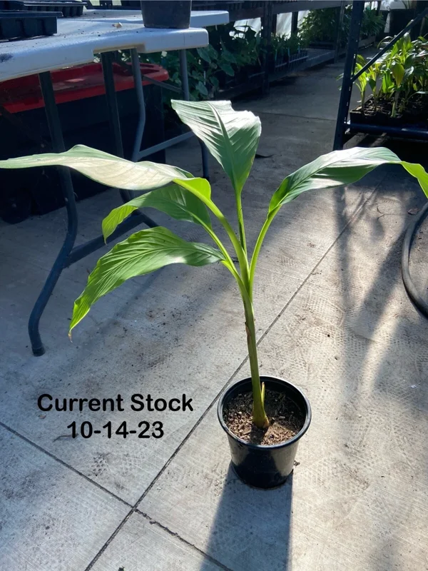 Musa Basjoo Banana Tree Live Plant - 1 Gallon - Cold Hardy to 10°F - Image 3
