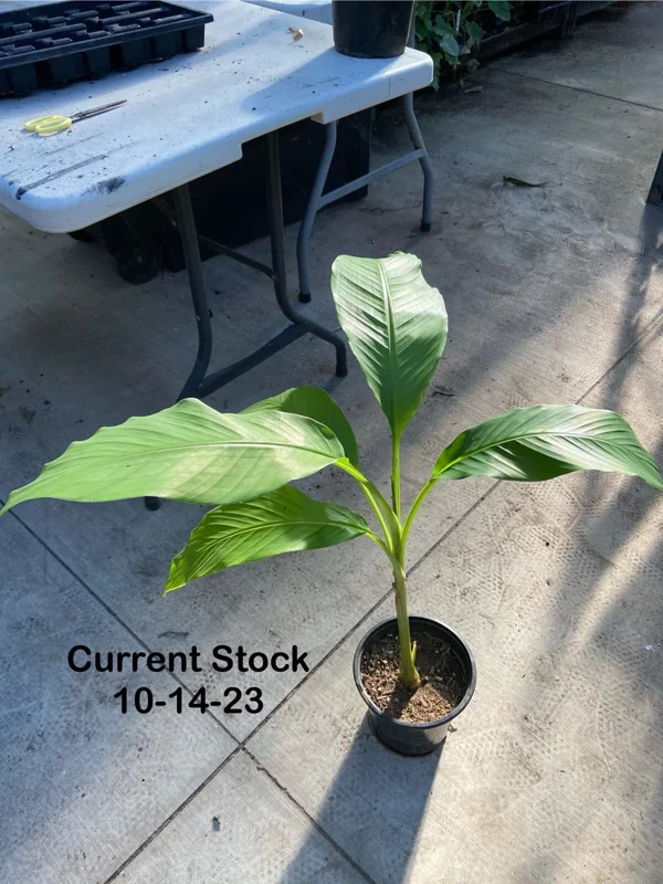 Musa Basjoo Banana Tree Live Plant - 1 Gallon - Cold Hardy to 10°F - Image 4