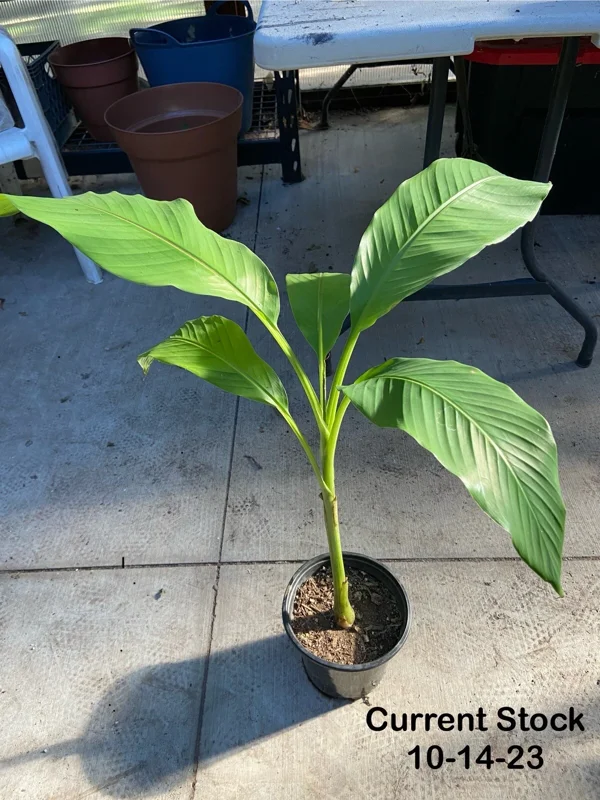 Musa Basjoo Banana Tree Live Plant - 1 Gallon - Cold Hardy to 10°F - Image 5