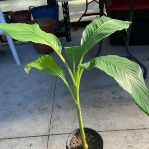 Musa Basjoo Banana Tree Live Plant - 1 Gallon - Cold Hardy to 10°F - Image 6