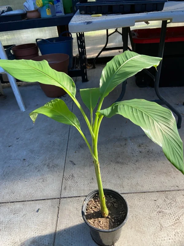 Musa Basjoo Banana Tree Live Plant - 1 Gallon - Cold Hardy to 10°F - Image 6