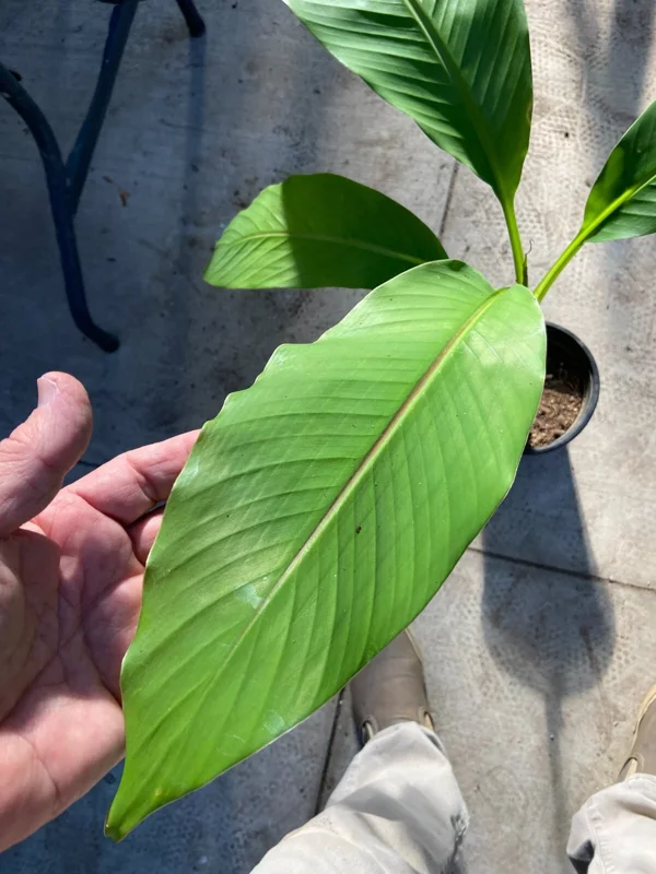 Musa Basjoo Banana Tree Live Plant - 1 Gallon - Cold Hardy to 10°F - Image 7