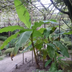 Musa Basjoo Banana Tree Live Plant - 1 Gallon - Cold Hardy to 10°F - Image 1