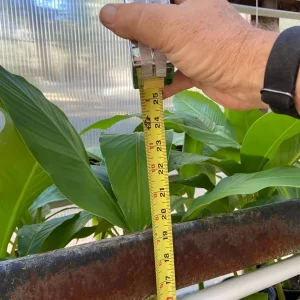 Musa Basjoo Banana Tree Live Plant - 1 Gallon - Cold Hardy to 10°F - Image 8