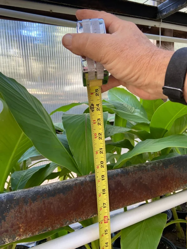 Musa Basjoo Banana Tree Live Plant - 1 Gallon - Cold Hardy to 10°F - Image 8