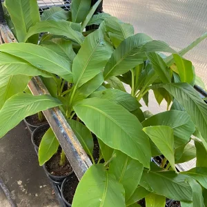 Musa Basjoo Banana Tree Live Plant - 1 Gallon - Cold Hardy to 10°F - Image 9