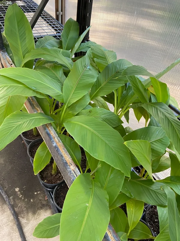 Musa Basjoo Banana Tree Live Plant - 1 Gallon - Cold Hardy to 10°F - Image 9