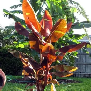 Musa 'Siam Ruby' Live Banana Plant - 1 Gallon Tropical Red Foliage Tree - Image 1