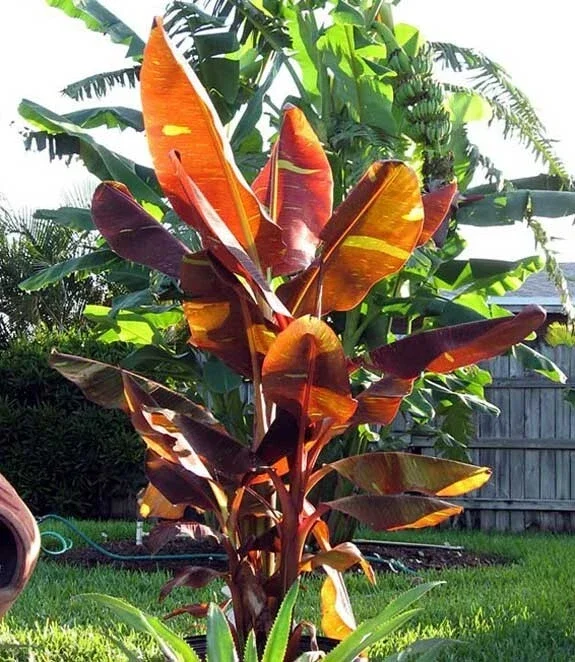 Musa 'Siam Ruby' Live Banana Plant - 1 Gallon Tropical Red Foliage Tree - Image 1