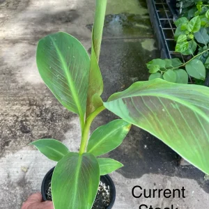 Musa 'Siam Ruby' Live Banana Plant - 1 Gallon Tropical Red Foliage Tree - Image 2