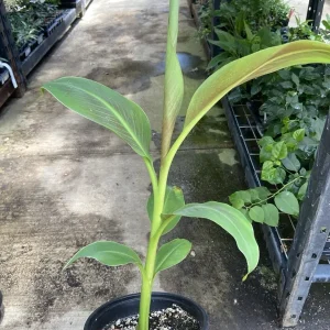 Musa 'Siam Ruby' Live Banana Plant - 1 Gallon Tropical Red Foliage Tree - Image 5