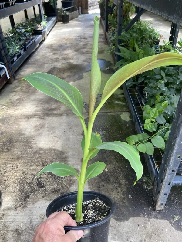 Musa 'Siam Ruby' Live Banana Plant - 1 Gallon Tropical Red Foliage Tree - Image 5