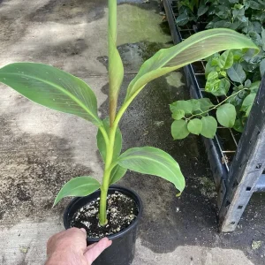 Musa 'Siam Ruby' Live Banana Plant - 1 Gallon Tropical Red Foliage Tree - Image 6