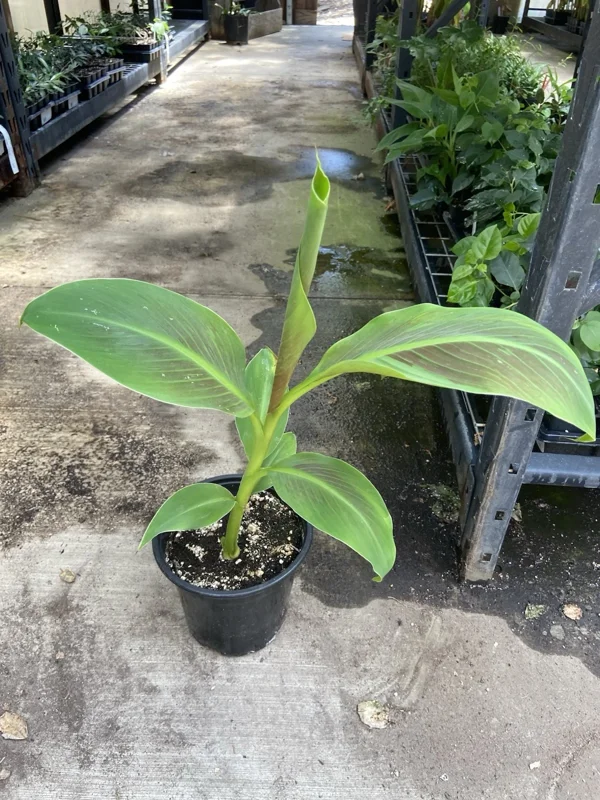 Musa 'Siam Ruby' Live Banana Plant - 1 Gallon Tropical Red Foliage Tree - Image 7