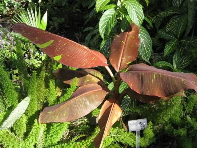 Musa 'Siam Ruby' Live Banana Plant - 1 Gallon Tropical Red Foliage Tree - Image 8