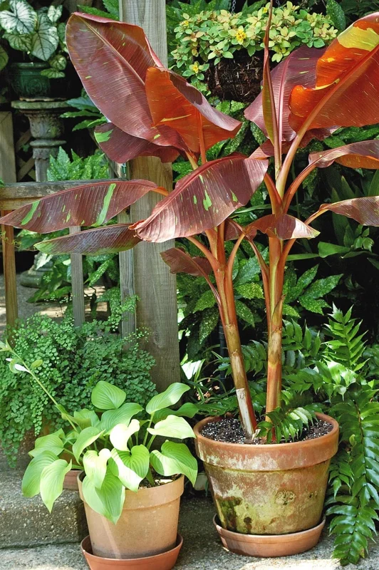 Musa 'Siam Ruby' Live Banana Plant - 1 Gallon Tropical Red Foliage Tree - Image 9
