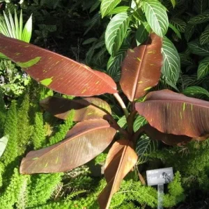 Musa 'Siam Ruby' Live Banana Plant - Exotic Red Foliage, Tropical Outdoor, 4-6 inches - Image 2