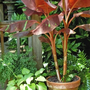 Musa 'Siam Ruby' Live Banana Plant - Exotic Red Foliage, Tropical Outdoor, 4-6 inches - Image 3