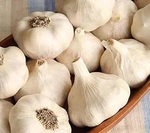 Music Garlic Bulbs for Planting – Hardneck Garlic – 4 Count – Outdoor Gardening - Image 2