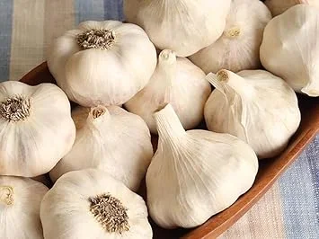 Music Garlic Bulbs for Planting – Hardneck Garlic – 4 Count – Outdoor Gardening - Image 2