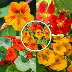 Nasturtium Live Plants, 4-6 Inches Tall, 2 Pack, Trailing Flowers, Outdoor - Image 2