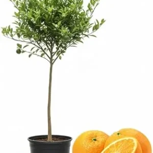 Navel Orange Tree Live Plant, 3-4 ft Tall, 5-Gallon Pot, Sweet Citrus Fruit - Image 2