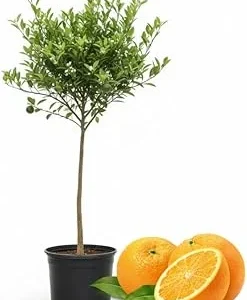 Navel Orange Tree Live Plant, 3-4 ft Tall, 5-Gallon Pot, Sweet Citrus Fruit - Image 5