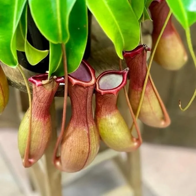 Nepenthes Pitcher Plant Live, Large Carnivorous Plant for Terrariums & Gardens, 8 Months Old Starter - Image 1