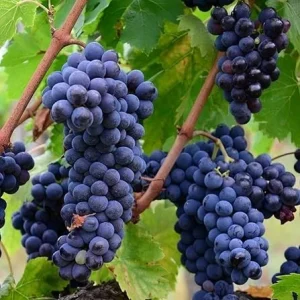 Niabell Bunch Grape Vine - 2 Year Old Live Plant, Cold Hardy Blue Black Grapes, Zones 5-9, 2 Feet Tall - Image 3