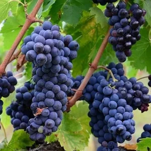 Niabell Bunch Grape Vine - 2 Year Old Live Plant, Cold Hardy Blue Black Grapes, Zones 5-9, 2 Feet Tall - Image 6