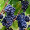 Niabell Bunch Grape Vine - 2 Year Old Live Plant, Cold Hardy Blue Black Grapes, Zones 5-9, 2 Feet Tall - Image 1