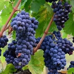 Niabell Bunch Grape Vine - 2 Year Old Live Plant, Cold Hardy Blue Black Grapes, Zones 5-9, 2 Feet Tall - Image 1