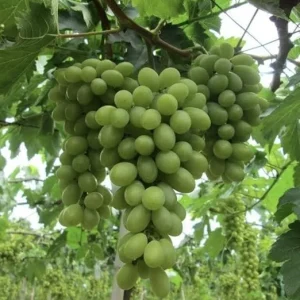Niagara Bunch Grape Vine Live Plant - 2 Year Old, Cold Hardy Green Grape - Image 5