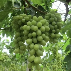 Niagara Bunch Grape Vine Live Plant - 2 Year Old, Cold Hardy Green Grape - Image 6