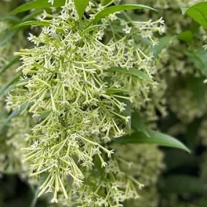 Night Blooming Jasmine Live Plant - 2-Pack, 4-8