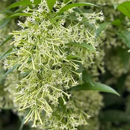 Night Blooming Jasmine Live Plant - 2-Pack, 4-8" Tall, Fragrant White Flowers, Outdoor - Image 6