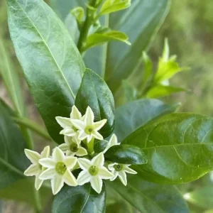 Night Blooming Jasmine Live Plant – Cestrum Nocturnum – 5-8" Tall Shrub - Image 2